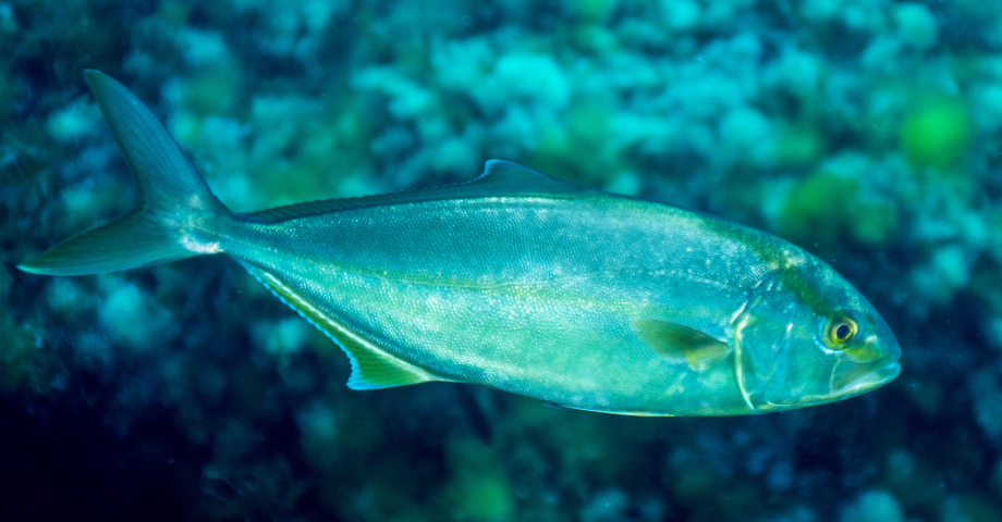  The amberjack, how to recognize it!